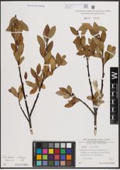 Foto von Salix foetida Schleich. ex DC. x Salix helvetica Vill.